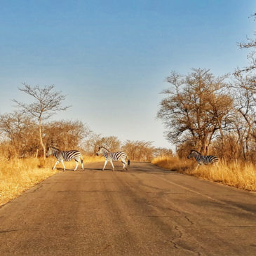 One Day in Kruger Park Safari